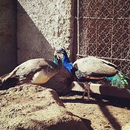 Lu Lisandru Bed and breakfast 3*