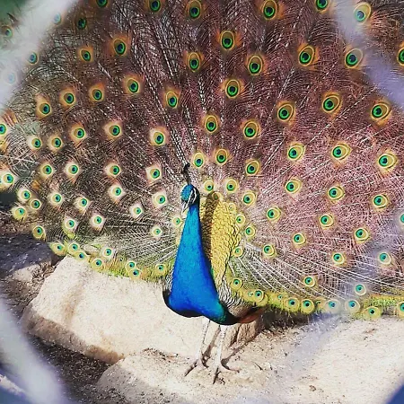 Lu Lisandru Abbiadori